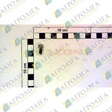 FLAT головки 5X12 ALT: DA216